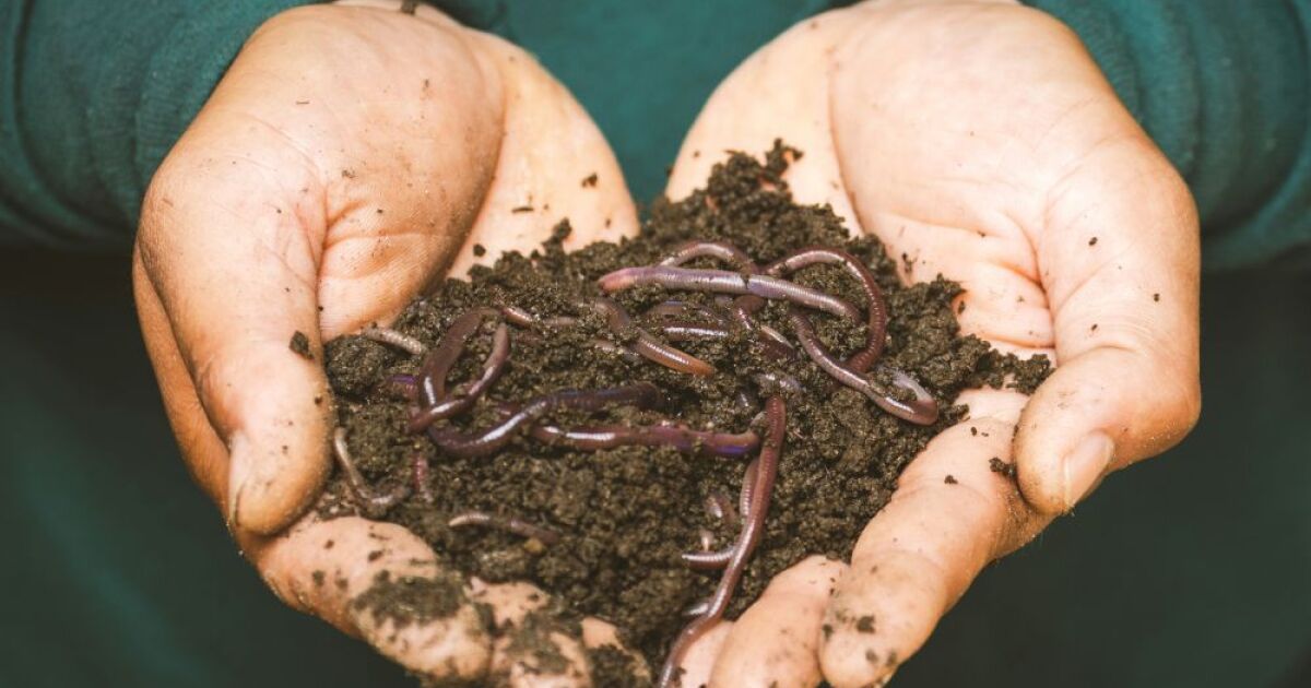 worms