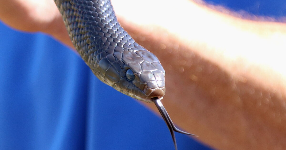 urlhttp3A2F2Fnpr brightspot.s3.amazonaws.com2F0b2Fe92F0ad2e7f44ac89aa9b63fa9a16b682Findigosnake1